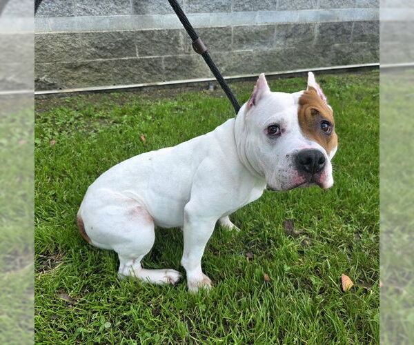 Medium Photo #1 American Pit Bull Terrier-Bulldog Mix Puppy For Sale in Long Beach, CA, USA