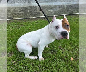 American Pit Bull Terrier-Bulldog Mix Dogs for adoption in Long Beach, CA, USA