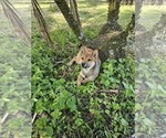 Small Photo #3 Shiba Inu Puppy For Sale in WELLINGTON, FL, USA