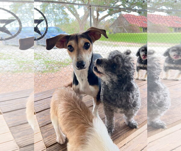 Medium Photo #3 Cheagle Puppy For Sale in Bellevue, WA, USA