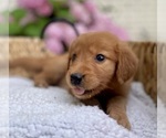 Puppy Green Girl Kara Golden Retriever