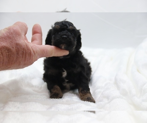Medium Photo #15 Cockapoo Puppy For Sale in RIPLEY, TN, USA