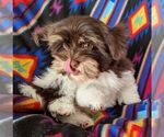 Small #2 Havanese