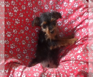 Yorkshire Terrier Puppy for sale in PATERSON, NJ, USA
