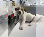 Small #7 Bulldog-Collie Mix