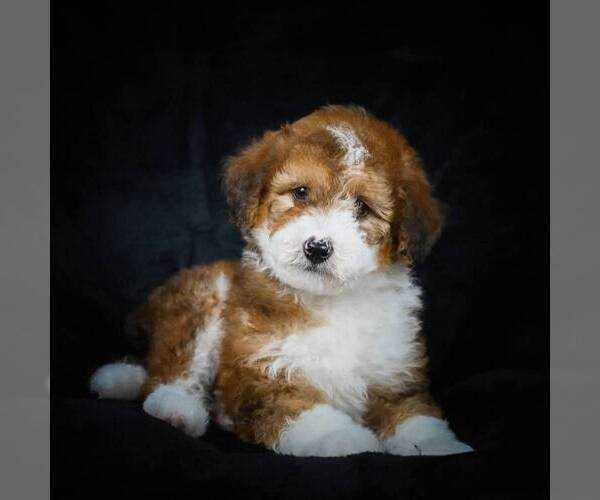 Medium Photo #8 Bernedoodle-Poodle (Miniature) Mix Puppy For Sale in DALTON, OH, USA