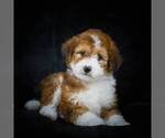 Small Photo #8 Bernedoodle-Poodle (Miniature) Mix Puppy For Sale in DALTON, OH, USA