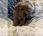 Small Photo #2 Goldendoodle-Poodle (Miniature) Mix Puppy For Sale in CHARLOTTE, NC, USA