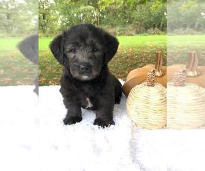 Miniature Labradoodle Puppy for sale in FREDERICKSBG, OH, USA