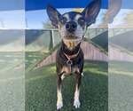 Small #1 Chihuahua Mix