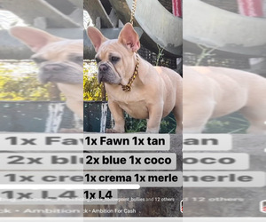 French Bulldog Puppy for Sale in CHOWCHILLA, California USA