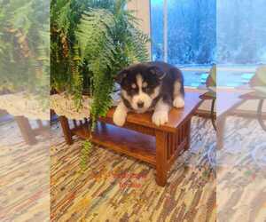 Siberian Husky Puppy for Sale in AUBURN, New York USA