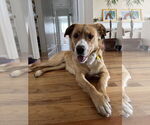 Small #1 Retriever  Mix