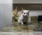 Puppy 4 Pomeranian-Poodle (Toy) Mix