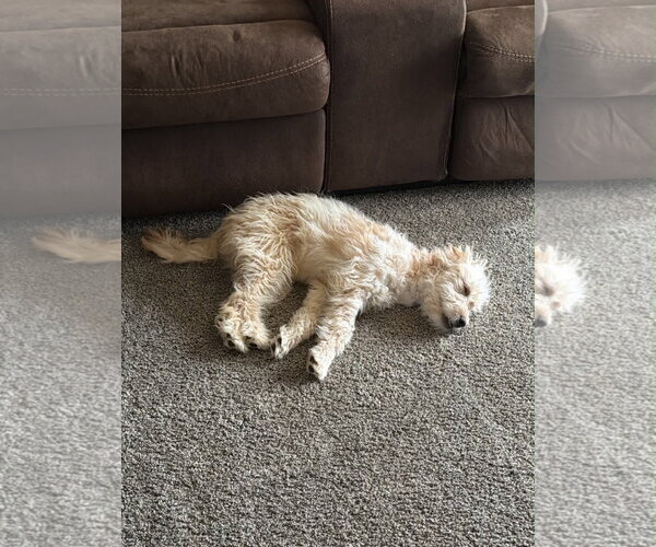 Medium Photo #2 Poodle (Miniature)-Unknown Mix Puppy For Sale in Grafton, WI, USA