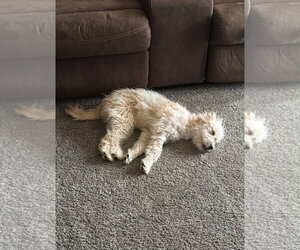 SPONSOR OR FOSTER ME - Cleo - Female Poodle (Miniature)-Unknown Mix Dog for Adoption - Photo #2