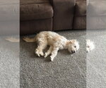 Small Photo #2 Poodle (Miniature)-Unknown Mix Puppy For Sale in Grafton, WI, USA