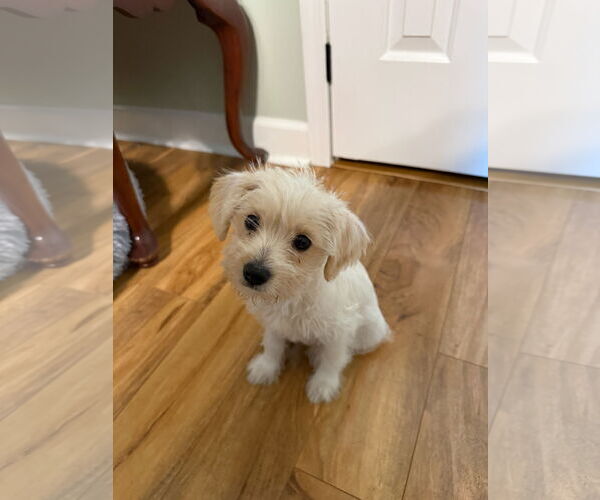 Medium Photo #1 Mutt Puppy For Sale in Jackson Township, NJ, USA