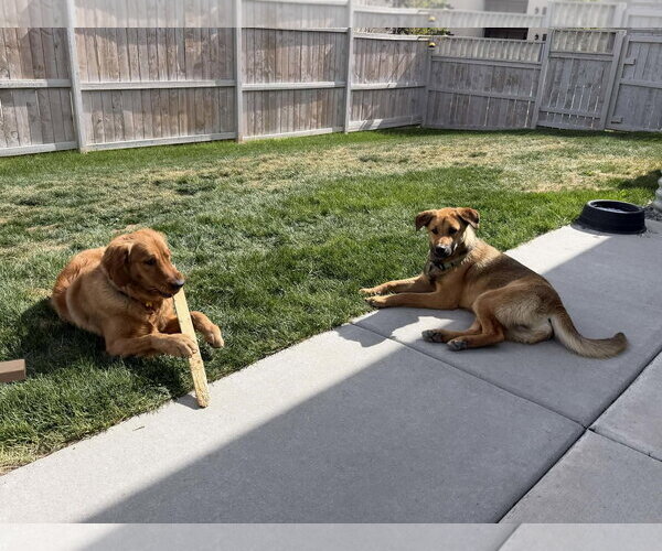 Medium Photo #7 Mutt Puppy For Sale in Sandy, UT, USA