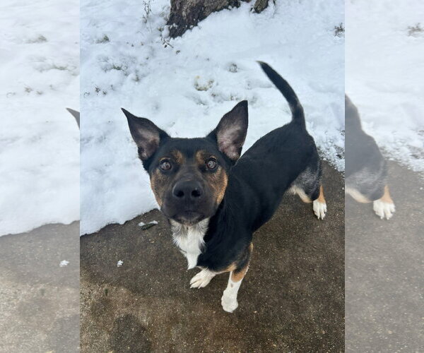Medium Photo #6 Mutt Puppy For Sale in Germantown, OH, USA