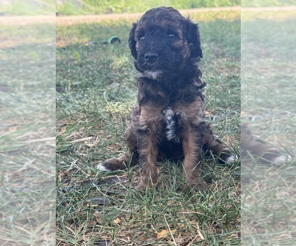 Medium Photo #11 Poodle (Miniature)-Poodle (Standard) Mix Puppy For Sale in LONGMONT, CO, USA