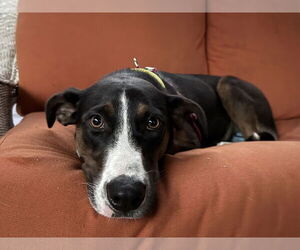 Mutt Dogs for adoption in New Orleans, LA, USA