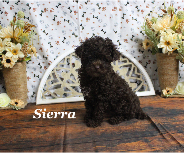 Medium Photo #3 Poodle (Toy) Puppy For Sale in CHANUTE, KS, USA
