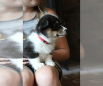 Small #11 Pembroke Welsh Corgi
