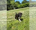 Small #2 American Pit Bull Terrier