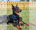 Small Photo #11 Doberman Pinscher Puppy For Sale in KEMPNER, TX, USA