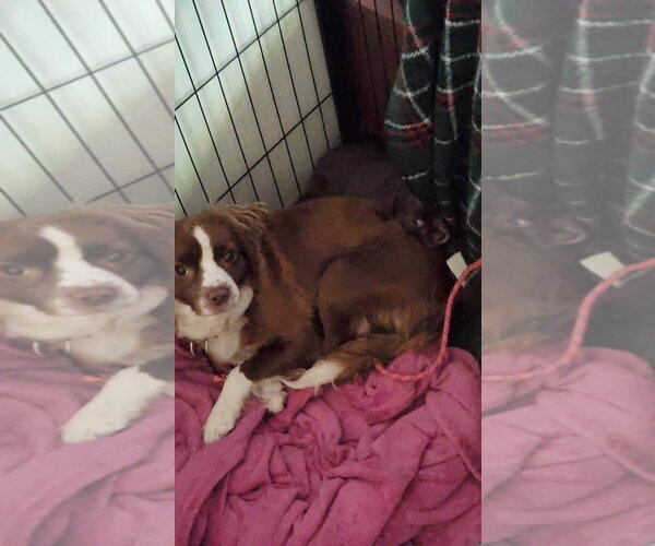 Medium Photo #2 Mutt Puppy For Sale in New London, WI, USA
