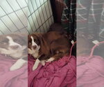 Small #1 Mutt