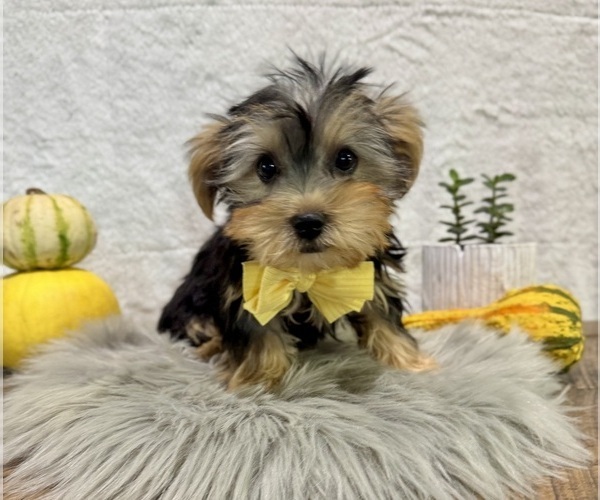 Medium Photo #2 Yorkshire Terrier Puppy For Sale in NAPPANEE, IN, USA