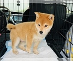 Small Photo #13 Shiba Inu Puppy For Sale in FREMONT, CA, USA