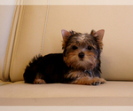Small #3 Yorkshire Terrier