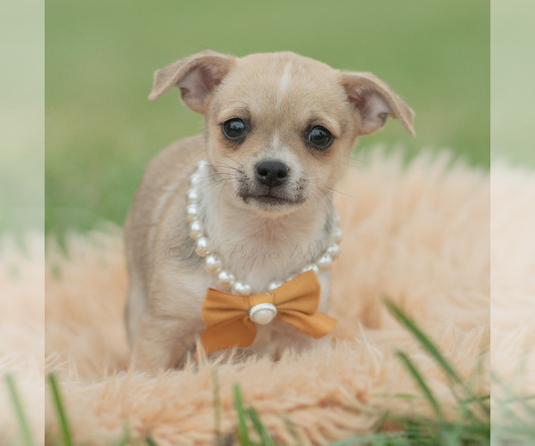 Medium Photo #4 Chihuahua Puppy For Sale in WARSAW, IN, USA
