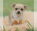 Small Photo #64 Chihuahua Puppy For Sale in WARSAW, IN, USA