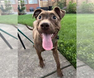 American Pit Bull Terrier-Unknown Mix Dogs for adoption in Germantown, OH, USA