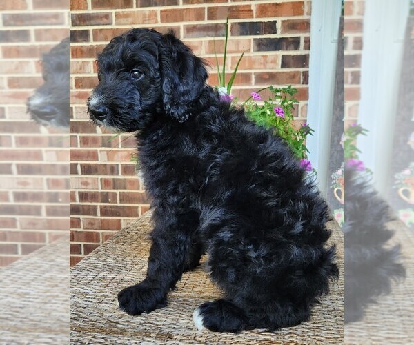 Medium Photo #5 Aussiedoodle Puppy For Sale in COLUMBIA, TN, USA