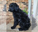 Small #4 Aussiedoodle