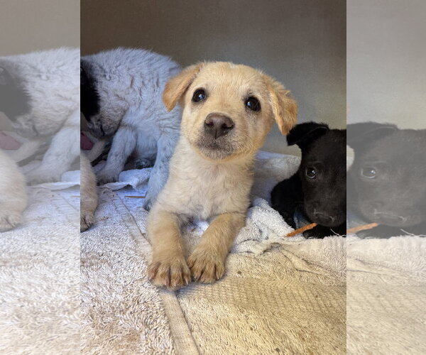 Medium Photo #1 Brittany-Dachshund Mix Puppy For Sale in Williamsburg, NM, USA