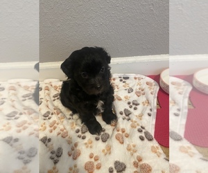 Poodle (Standard) Puppy for sale in STOCKTON, CA, USA