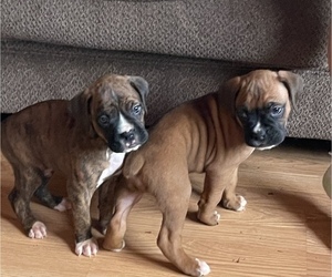 Boxer Puppy for Sale in FORESTHILL, California USA