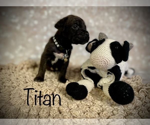 Medium Photo #11 Cane Corso Puppy For Sale in SPRING, TX, USA