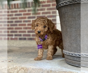 Poodle (Standard) Puppy for Sale in WOLCOTT, Indiana USA