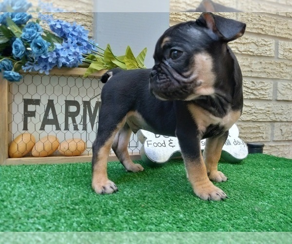 Medium Photo #4 French Bulldog Puppy For Sale in CARTHAGE, TX, USA
