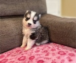 Puppy Misha Pomsky