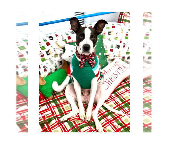 Medium Photo #2 Mutt Puppy For Sale in Mooresville, NC, USA