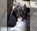 Small Photo #1 Pembroke Welsh Corgi-Scottish Terrier Mix Puppy For Sale in GREELEY, CO, USA