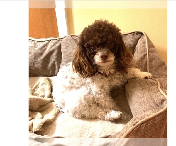 Medium Photo #3 Poodle (Toy) Puppy For Sale in RICHMOND, IL, USA